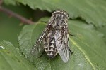 5dt40683 - Tabanus autumnalis