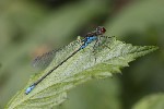 5dt40698 - Erythromma najas