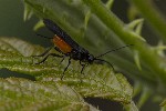 5dt40752 - Braconinae