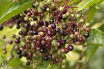 5dt40787 - Sambucus nigra