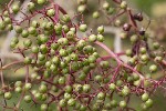 5dt40789 - Sambucus nigra