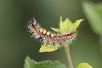 5dt40821 - Orgyia antiqua