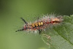 5dt40833 - Orgyia antiqua