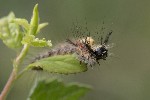 5dt40837 - Orgyia antiqua