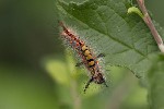 5dt40848 - Orgyia antiqua
