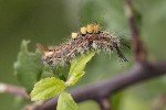 5dt40854 - Orgyia antiqua