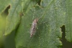 5dt40905 - Chironomini