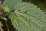 5dt40929 - Dasineura urticae