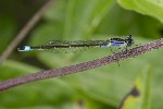5dt40930 - Ischnura elegans