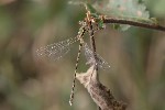 5dt40977 - Lestes barbarus