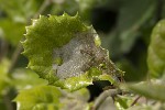 5dt40980 - Phyllonorycter belotella