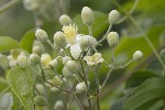 5dt41082 - Clematis vitalba