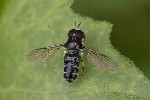 5dt41232 - Paragus pecchiolii