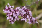 5dt41272 - Origanum vulgare