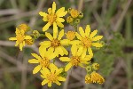 5dt41276 - Jacobaea vulgaris