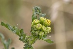 5dt41281 - Jacobaea vulgaris