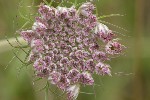 5dt41285 - Daucus carota