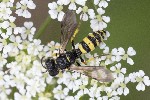 5dt41304 - Cerceris sabulosa