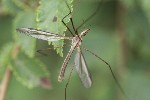 5dt41377 - Tipula (Tipula) oleracea