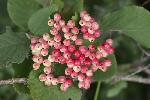 5dt41417 - Viburnum lantana