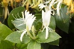 5dt41423 - Lonicera japonica