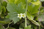 5dt41426 - Bryonia cretica