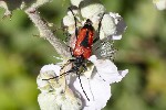 5dt41433 - Stictoleptura cordigera