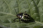 5dt41504 - Nezara viridula