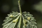 5dt41603 - Dasineura urticae