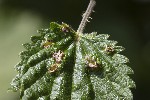 5dt41607 - Dasineura urticae