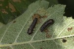 5dt41722 - Xanthogaleruca luteola