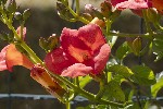 5dt41739 - Campsis grandiflora