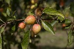 5dt41743 - Malus sylvestris