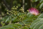 5dt41745 - Albizia julibrissin