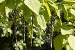 5dt41747 - Catalpa ovata