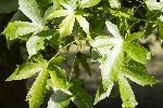 5dt41748 - Liquidambar orientalis