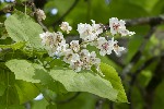 5dt41762 - Catalpa bignonioides
