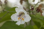 5dt41765 - Catalpa bignonioides