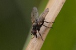 5dt41777 - Anthomyia confusanea