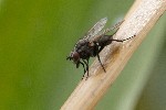 5dt41784 - Anthomyia confusanea