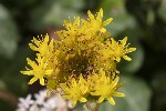 5dt41786 - Petrosedum rupestre
