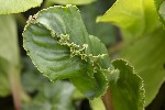 5dt41791 - Bergenia crassifolia