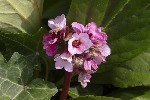 5dt41804 - Bergenia crassifolia
