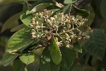 5dt41806 - Cotoneaster coriaceus