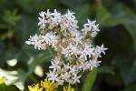 5dt41807 - Sedum album