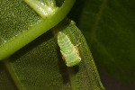 5dt41915 - Populicerus populi