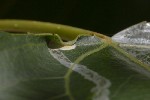 5dt41928 - Phyllocnistis unipunctella