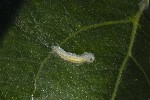 5dt41938 - Phyllocnistis unipunctella
