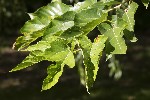 5dt41982 - Morus indica