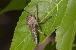 5dt42179 - Eutolmus rufibarbis